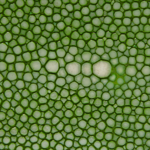 Closeup of Stringray leather