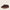 Cornillera Brown