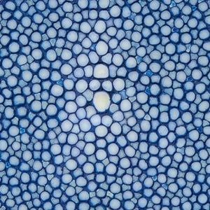 Closeup of Stingray hide