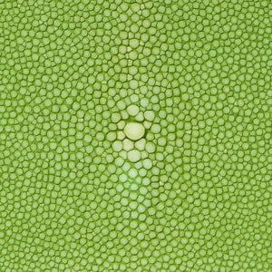 Closeup of Stingray hide